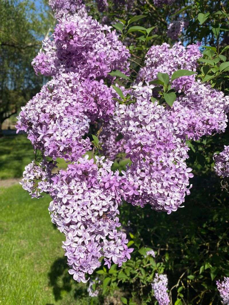 Spring-Blooming Shrubs Wait For Flowers To Fade