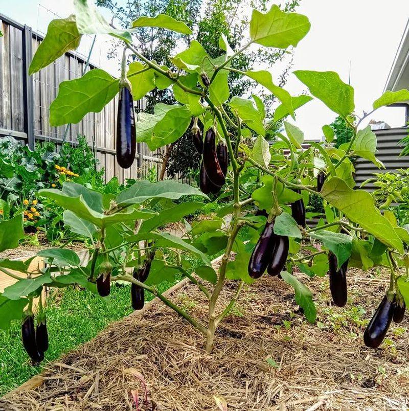 Eggplant Handles Heat And Continues Producing