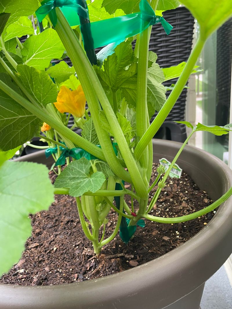 Zucchini Keeps Up With Georgia's Warm Spring Pace