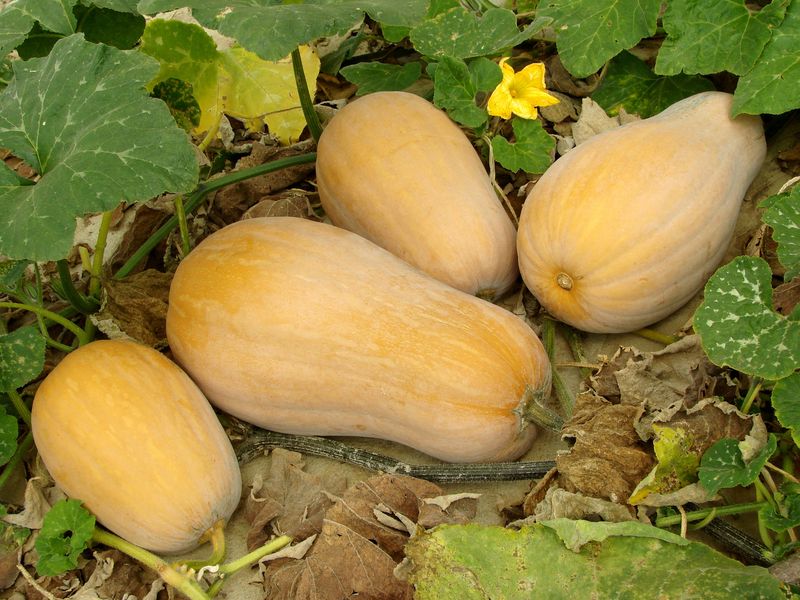 Winter Squash Builds Big Vines And Late-Season Rewards