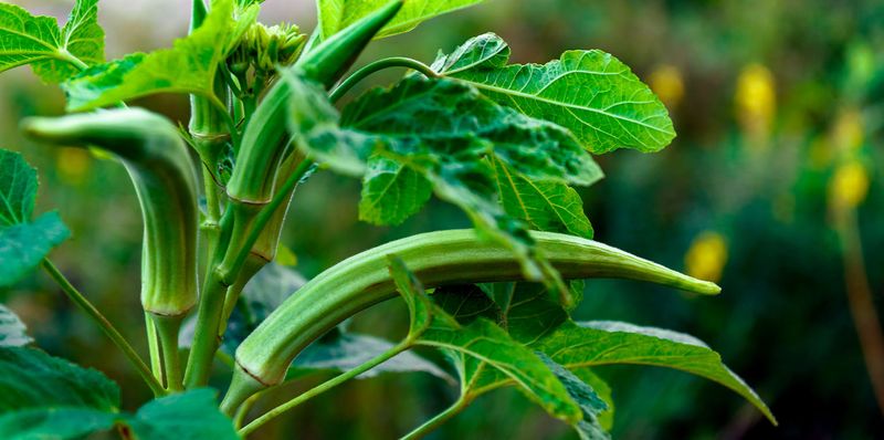 Okra Loves Heat And Grows At Full Speed