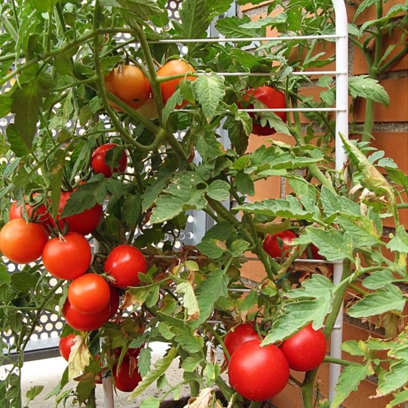 Tomatoes That Set The Tone For Summer