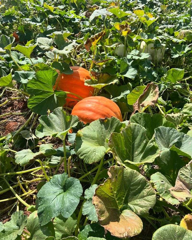 Pumpkins For Big Vines And Future Harvest Fun