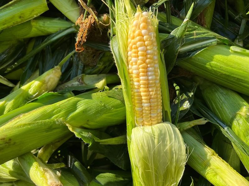Sweet Corn A Classic Garden-To-Table Crop