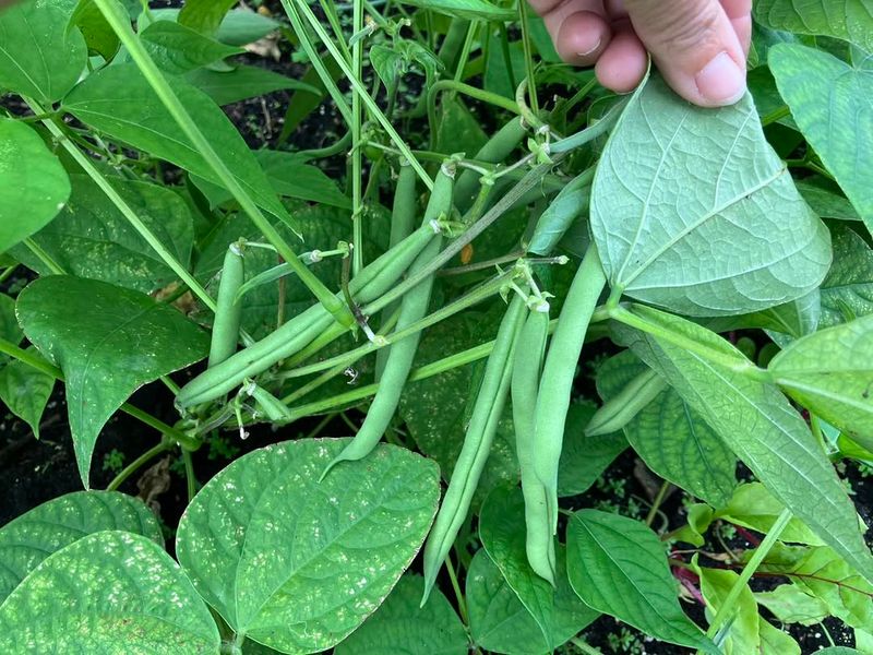 Bush Beans With Easy Early Rewards