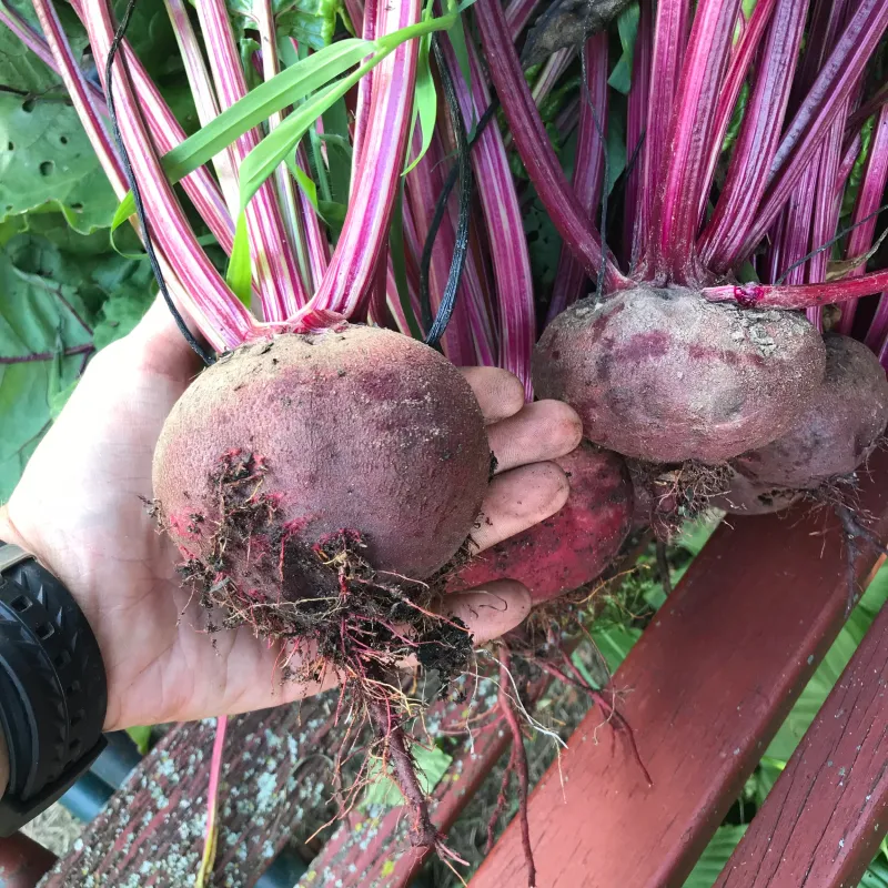 Beets (Beta vulgaris)