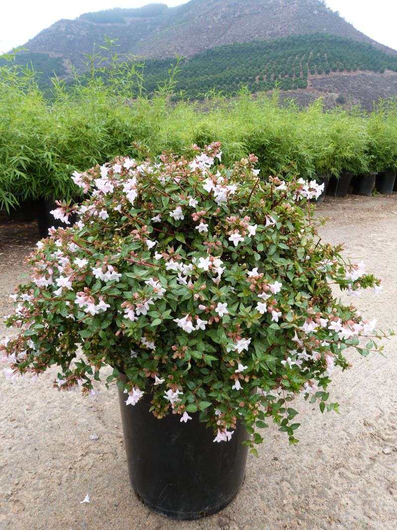 Abelia Blooms Long With Glossy Foliage
