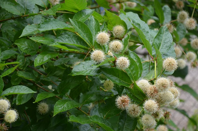 Buttonbush (Cephalanthus occidentalis)