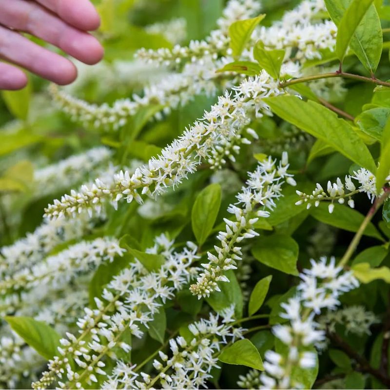 Virginia Sweetspire Adds Color Through The Seasons