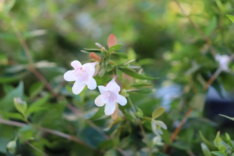 Glossy Abelia With Long Lasting Blooms