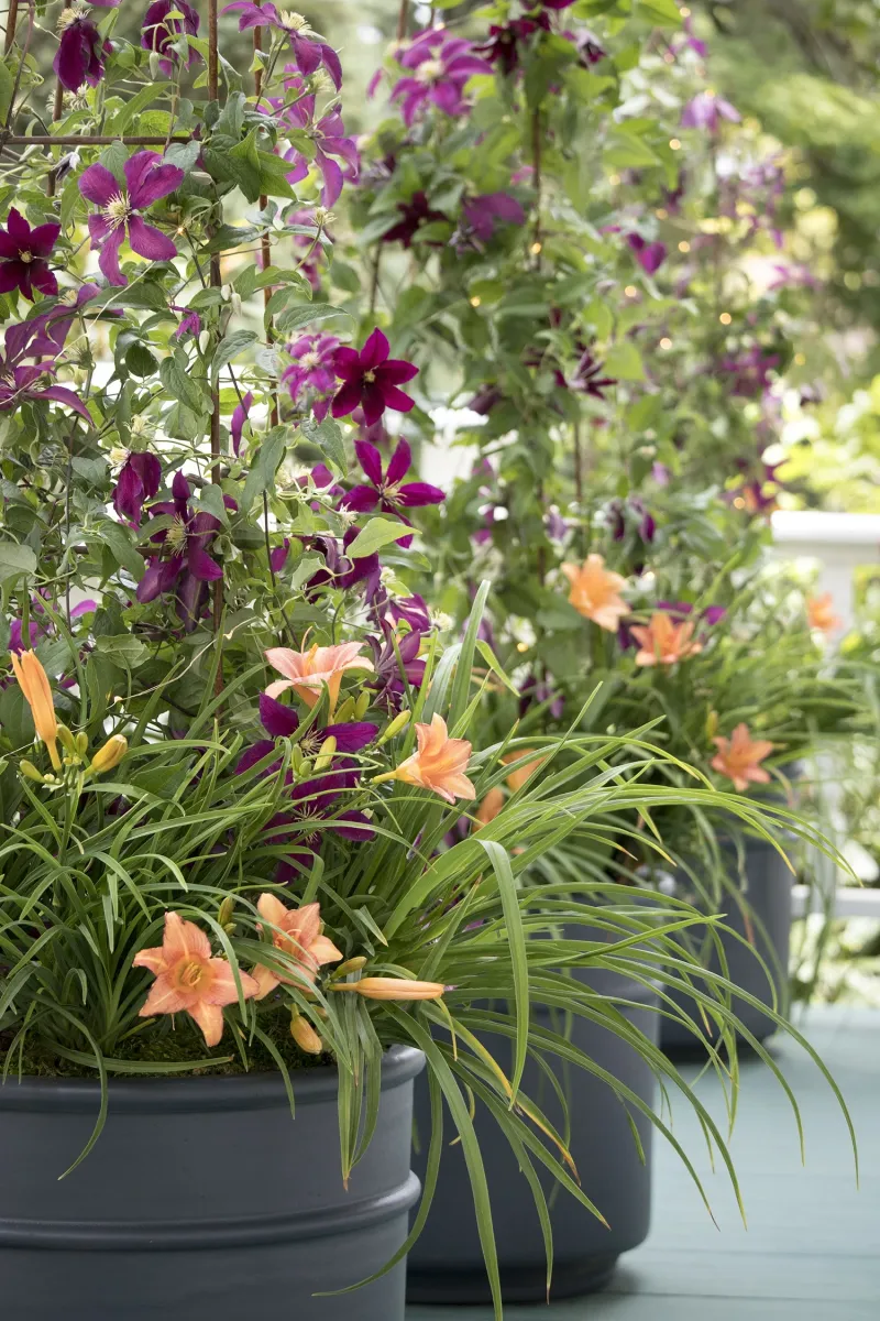 Clematis And Daylily Combo