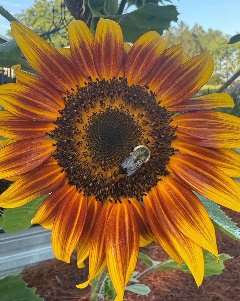 Firecracker Adds Bold Color To Compact Garden Spaces