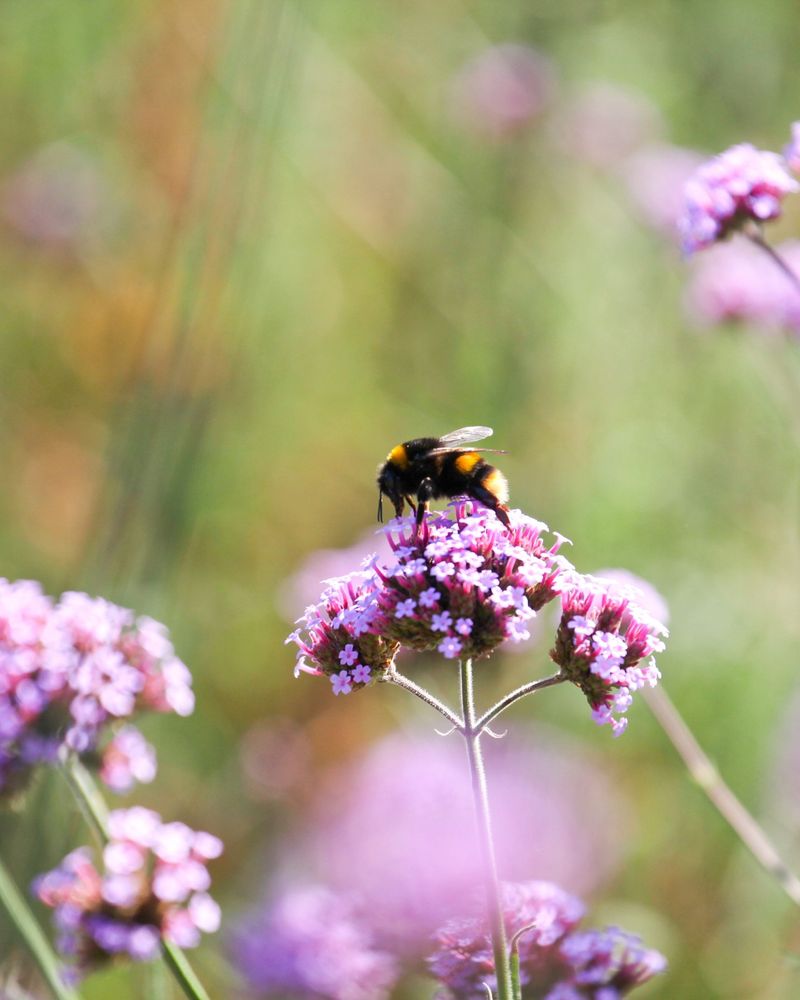 Verbena Attracts Bees With Continuous Flowering