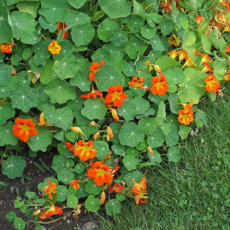 Nasturtium (Tropaeolum majus)