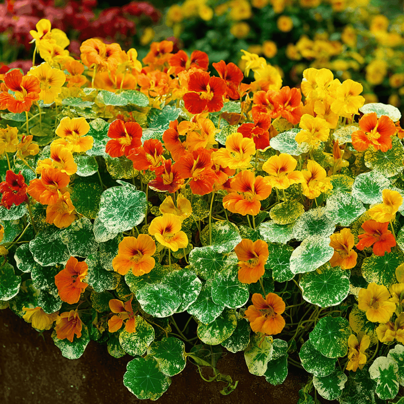 Nasturtium (Tropaeolum majus)