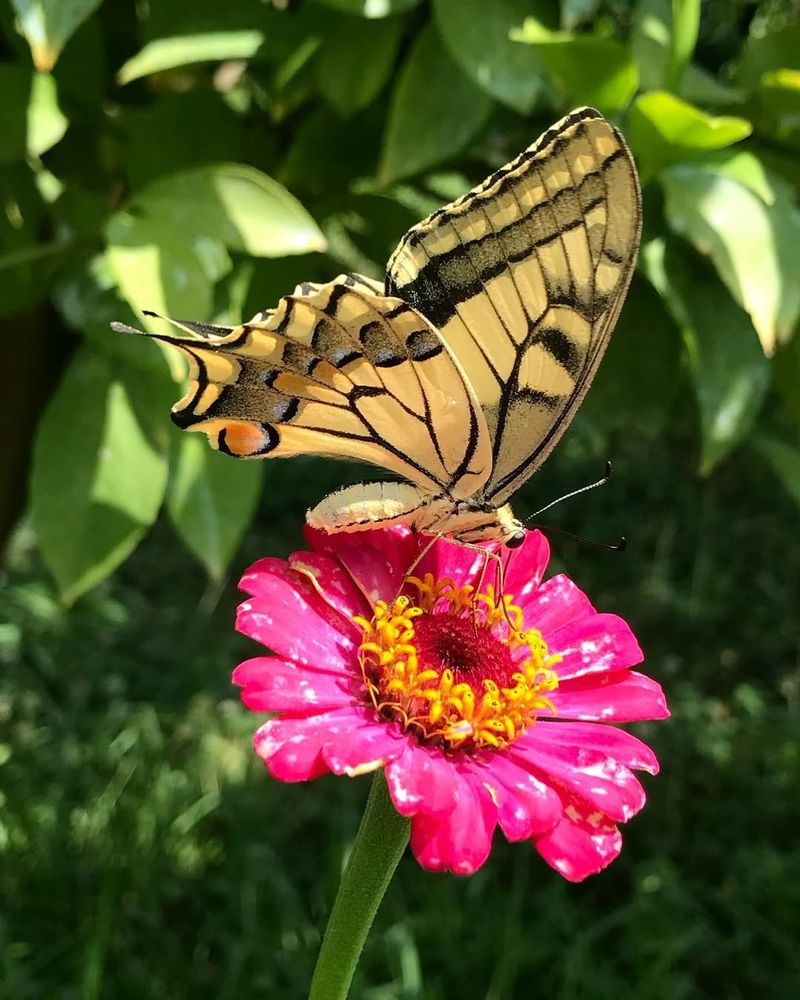 Zinnia Keeping Butterflies Coming All Summer