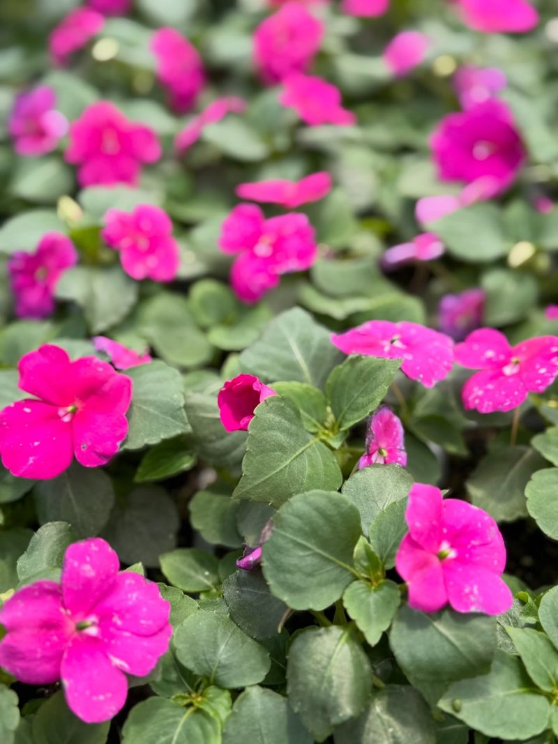 Impatiens Filling Shade With Soft Color