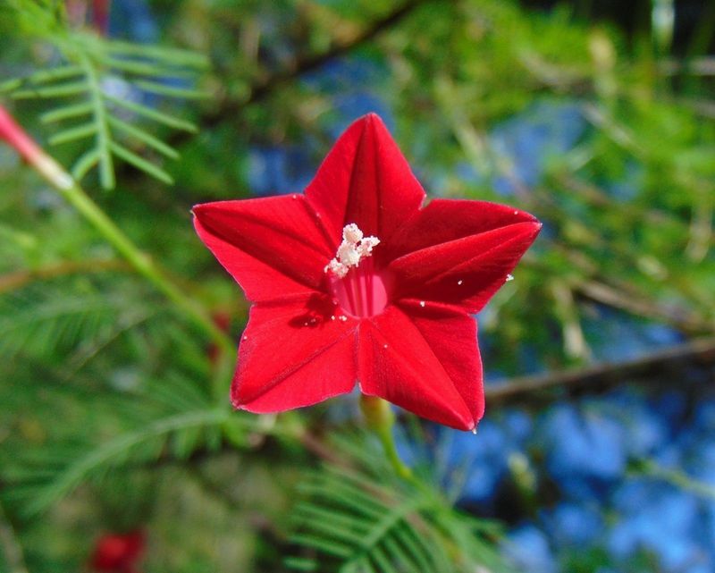 Cypress Vine Produces Flowers Hummingbirds Love