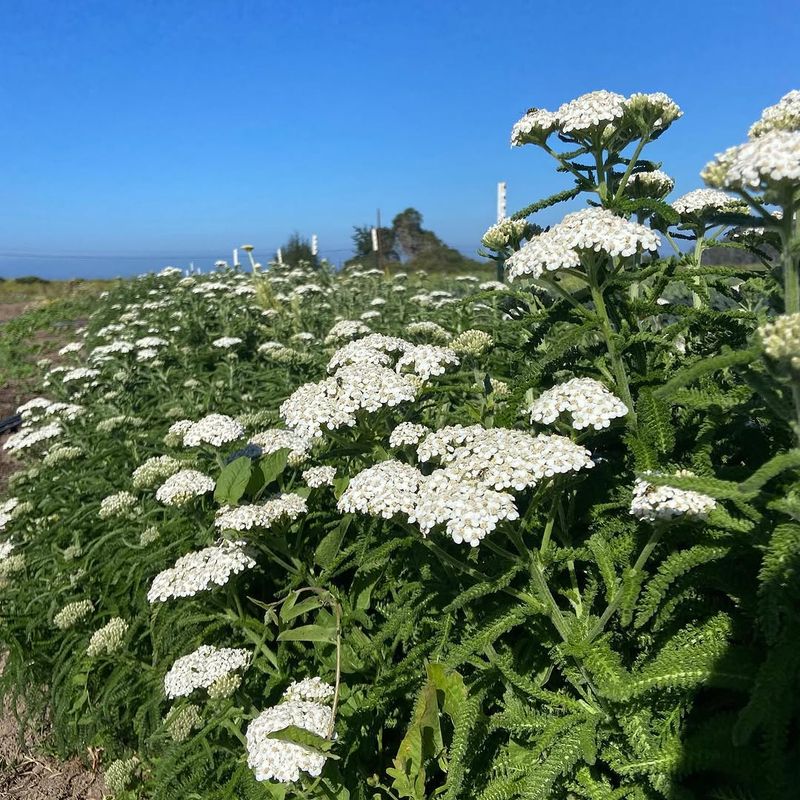 Yarrow That Handles Heat And Still Delivers