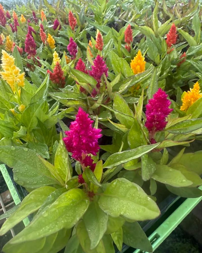 Celosia