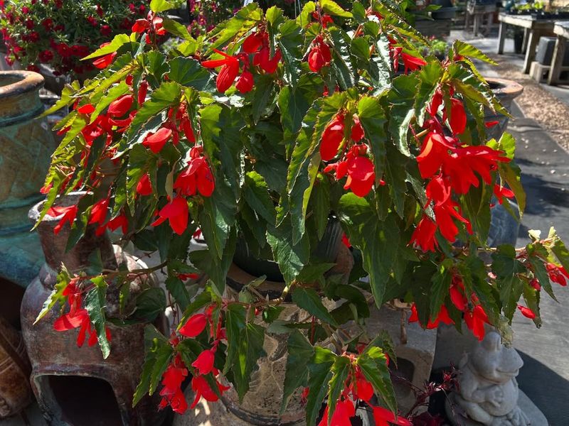 Begonias