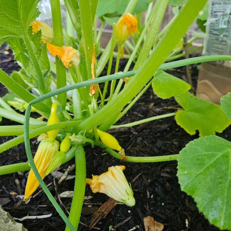 Squash (Zucchini Or Yellow Squash)