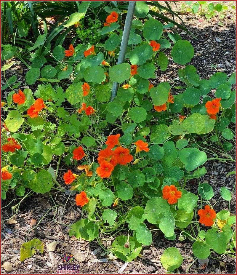 Nasturtiums