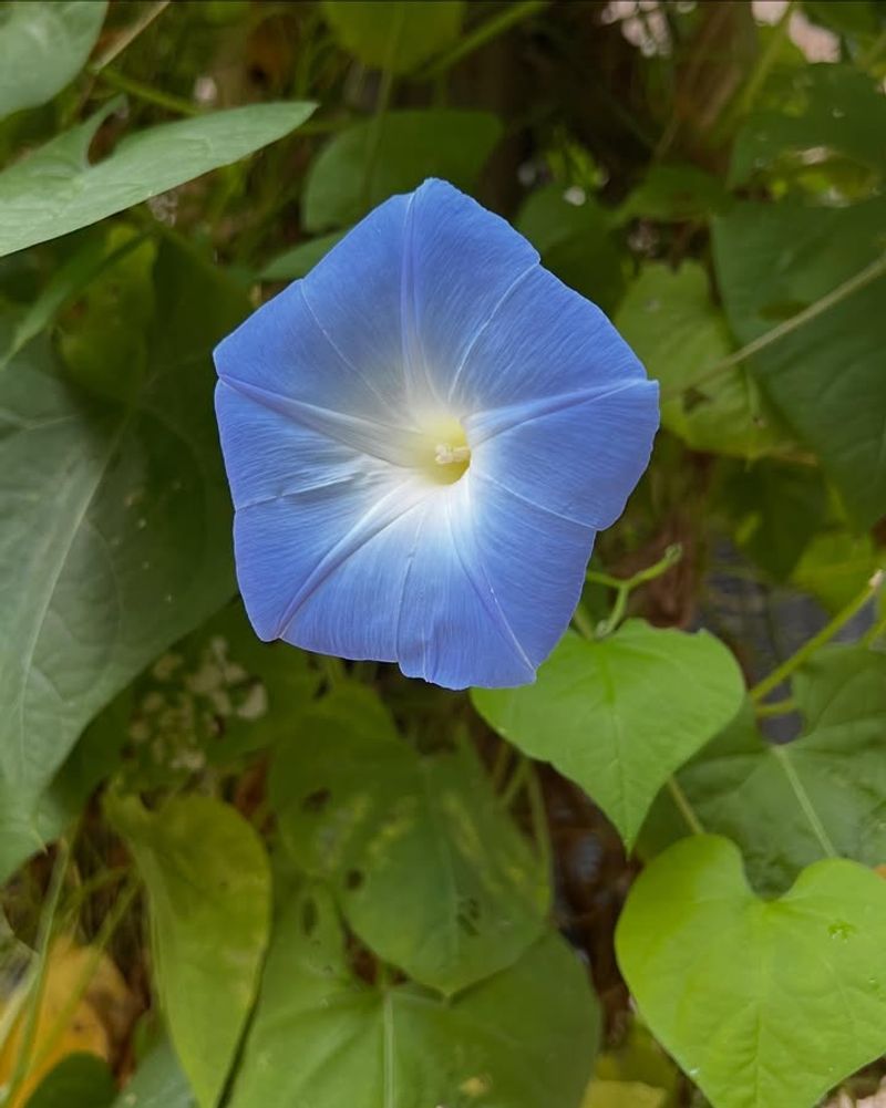 Morning Glories