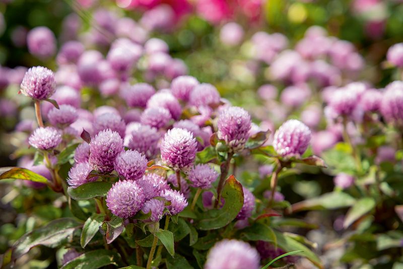 Gomphrena 
