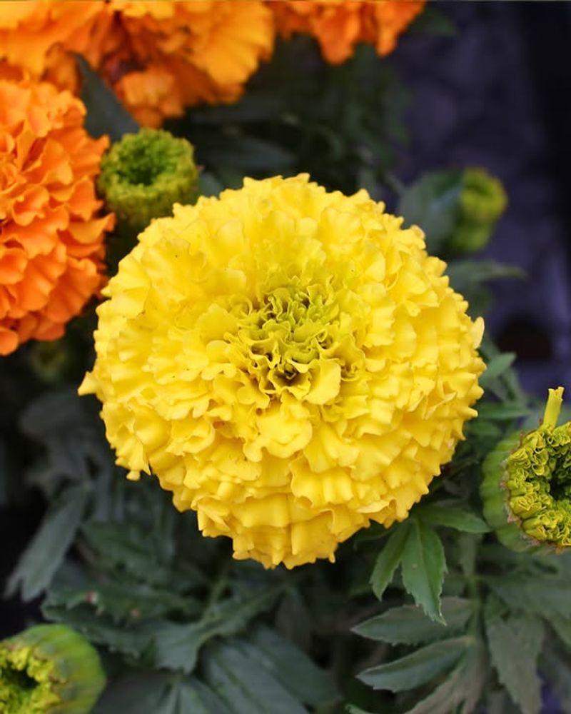 Marigolds