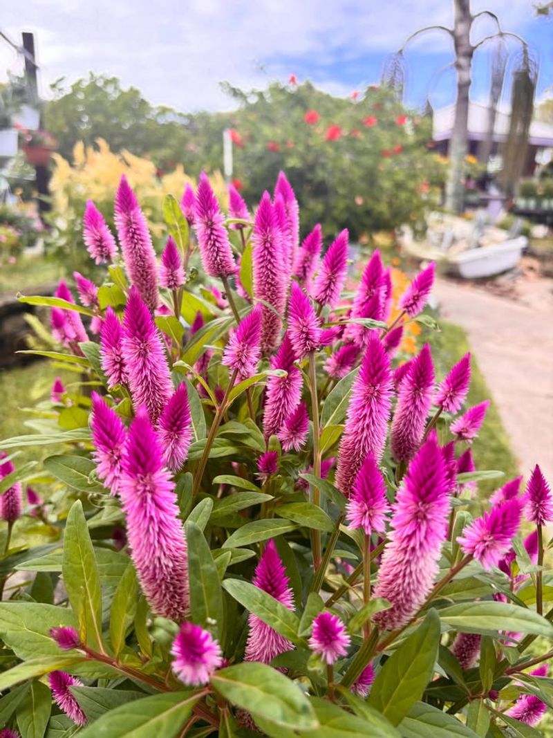 Celosia