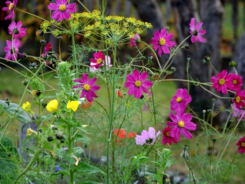 Cosmos Support Pollinators All Season
