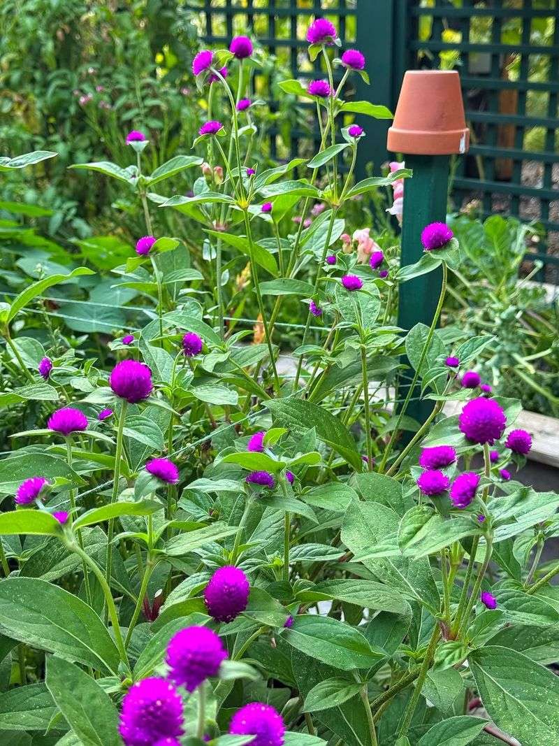 Gomphrena Keeps Color Going