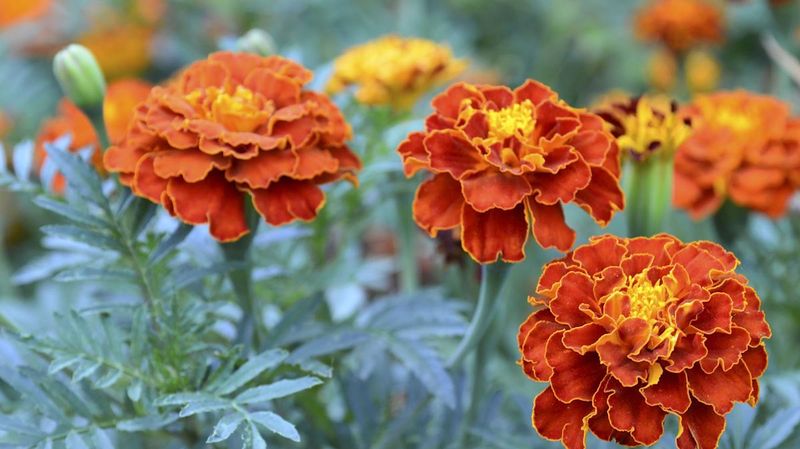 Marigolds Keep Beds Bright And Lively