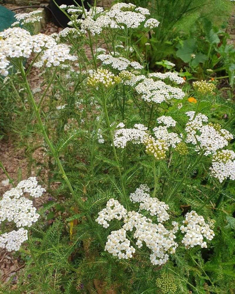 Yarrow Supports Beneficial Insects With Lasting Flowers