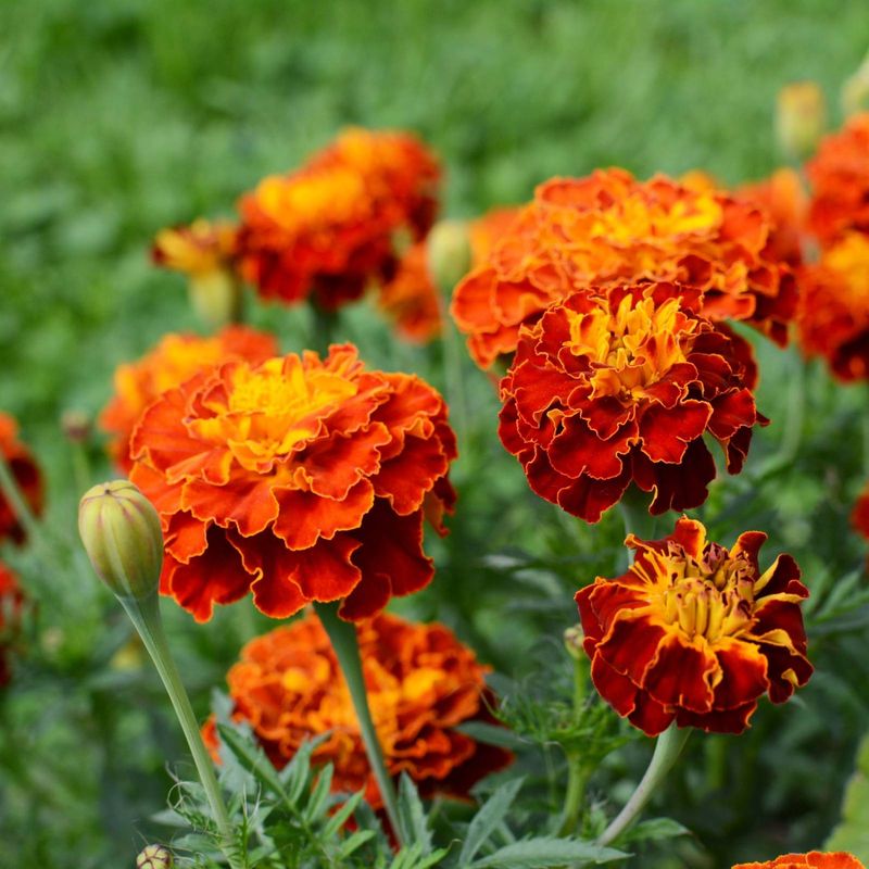 Marigolds Add Classic Blooms And Simple Garden Charm