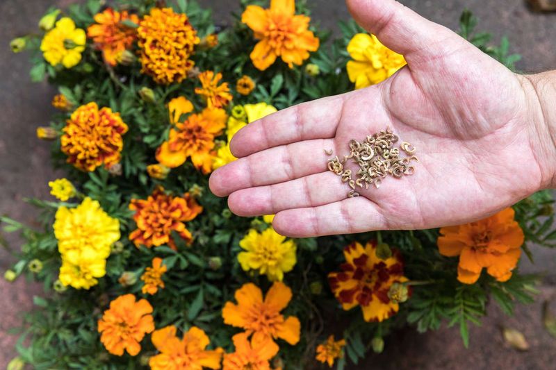 Marigolds Offer Reliable Color And Easy Growth