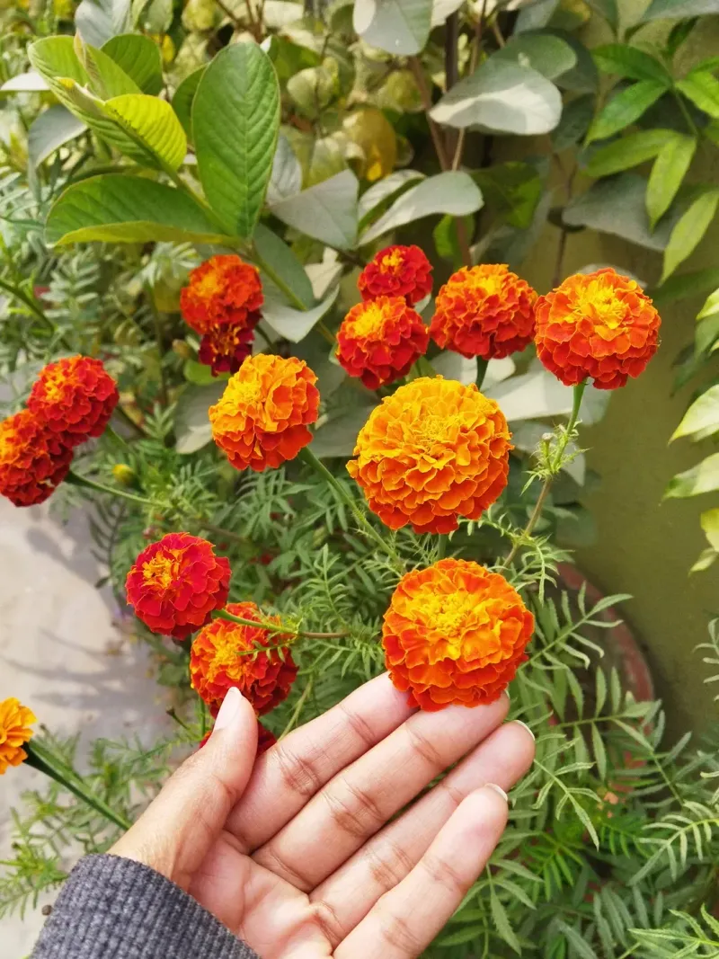 Marigolds Handle Heat And Bloom Without Stopping
