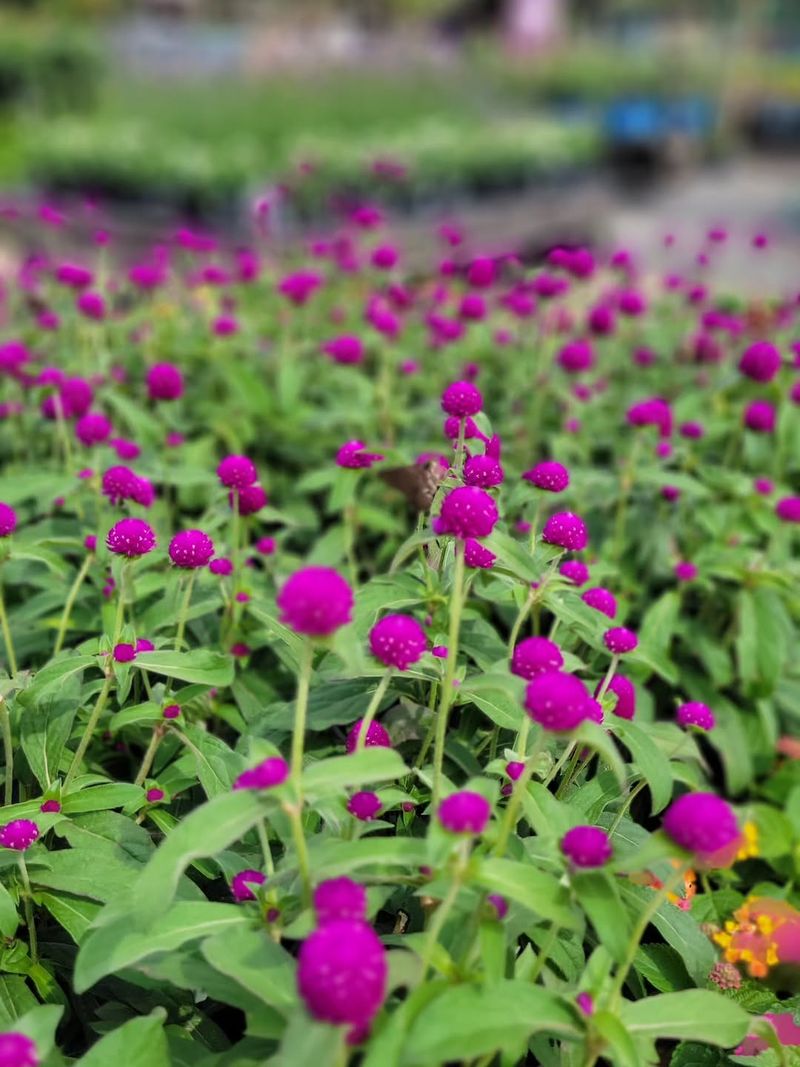 Globe Amaranth (Gomphrena globosa)