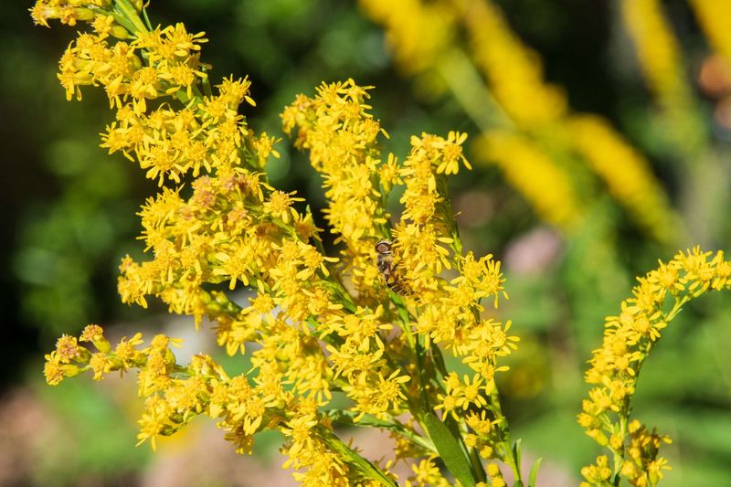 Goldenrod Supports Insects And Seeds
