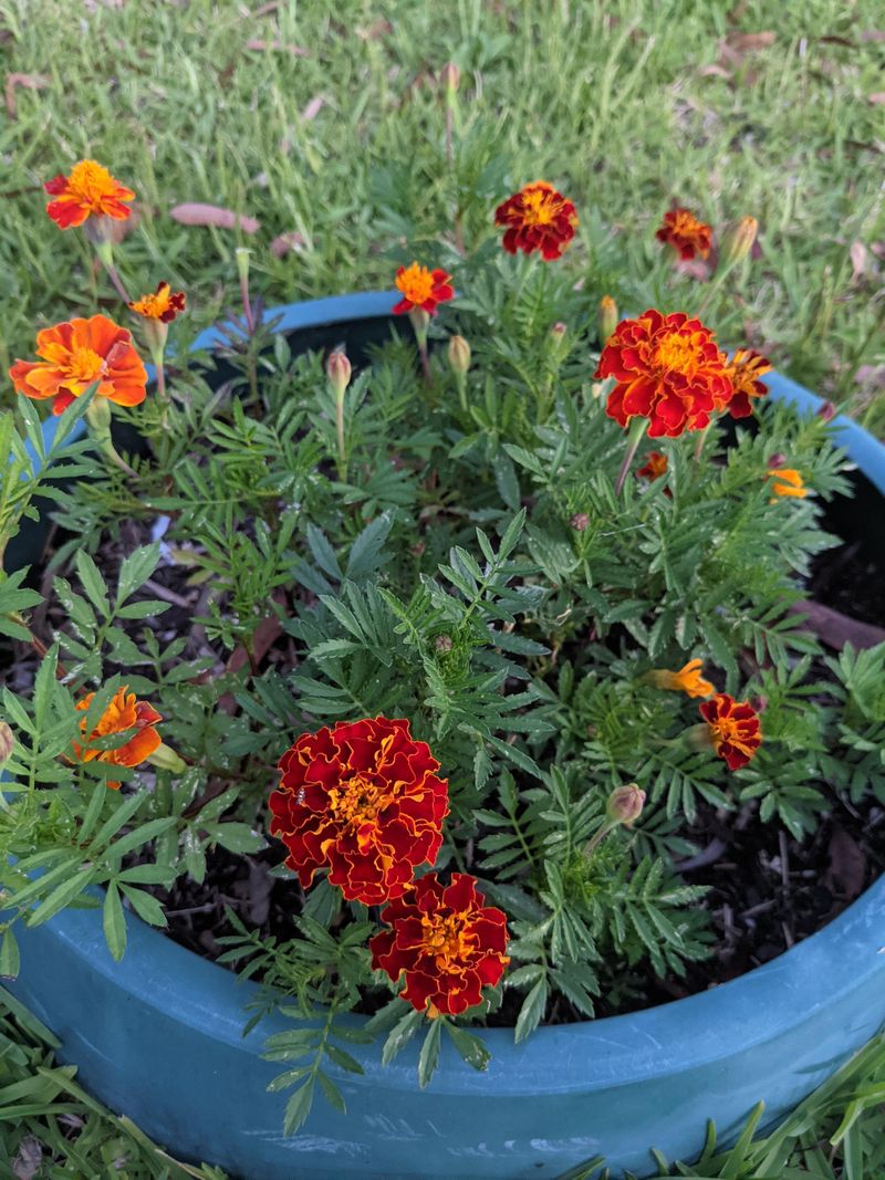 Marigolds Add Vibrant Flowers And Help Keep Pests Away