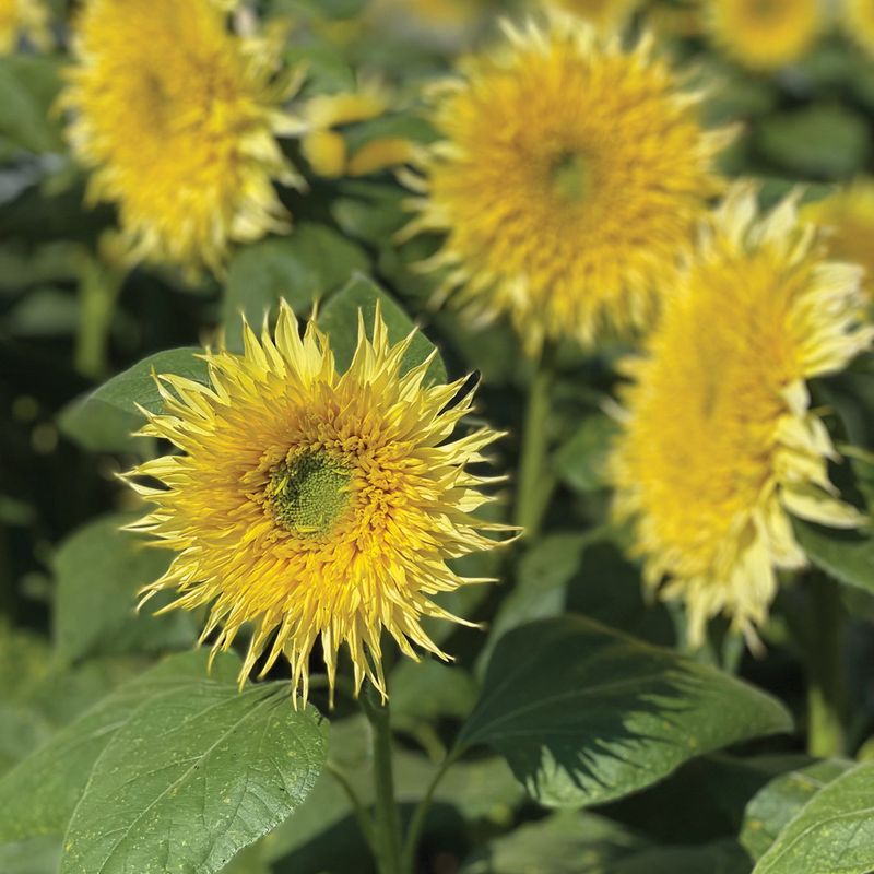 Lemon Cutie Offers Soft Yellow Flowers On Low Growing Plants