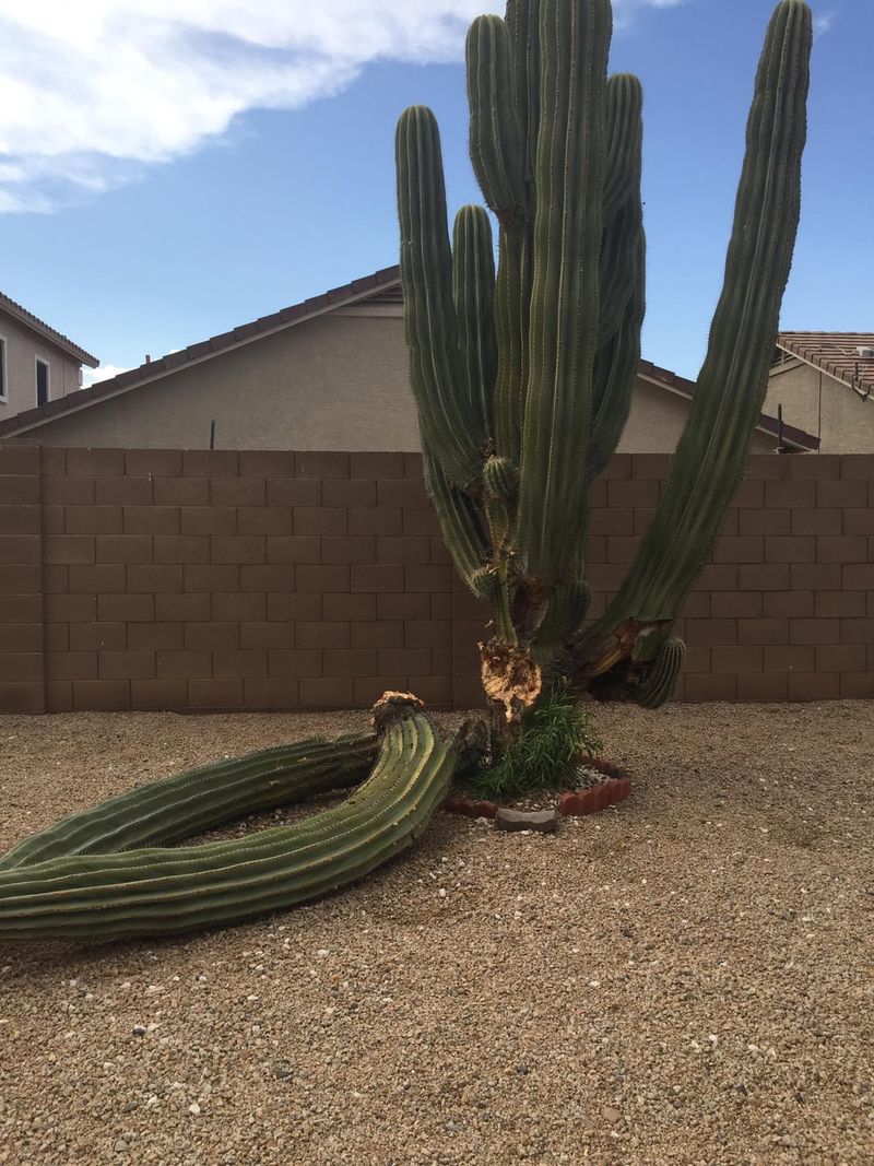 Steps To Take When A Saguaro Shows Physical Damage