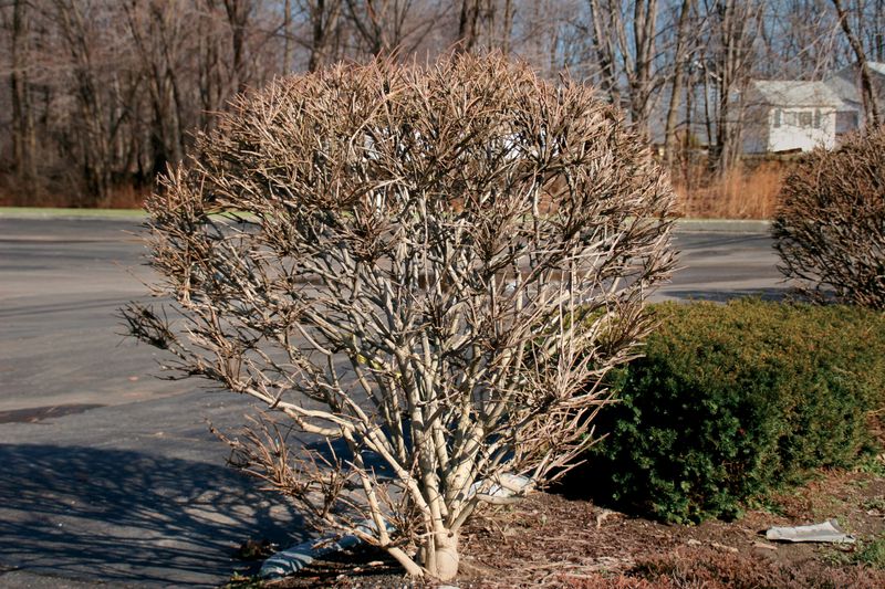 Slow Recovery After Pruning Instead Of Healthy Regrowth