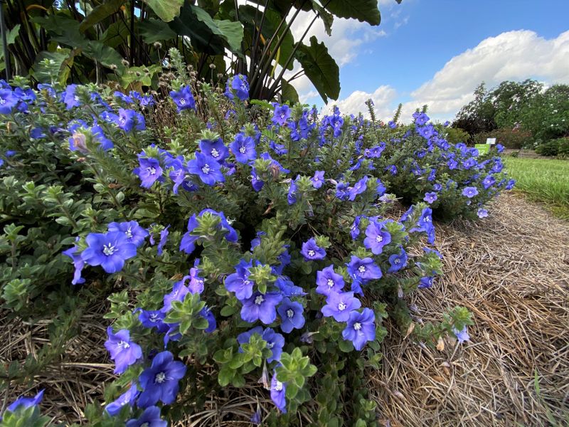 Sunshine Blue (Evolvulus sericeus)
