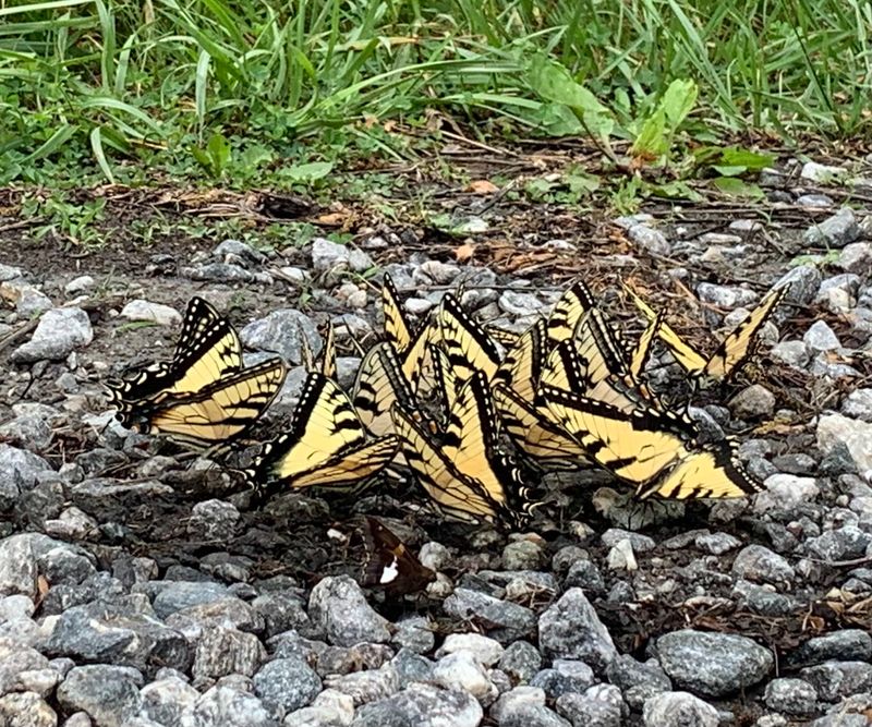 Puddling Spots Give Butterflies What They Need