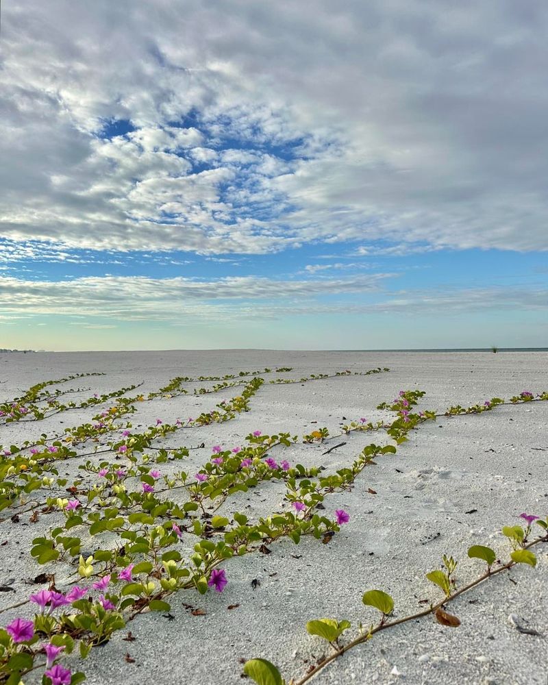 Railroad Vine Racing Across Hot Sandy Spaces