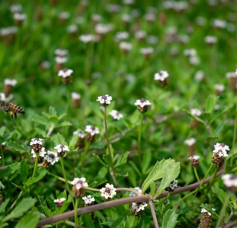 Frogfruit Is Taking Over Where Florida Yards Stay Fairly Moist