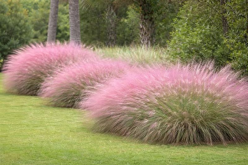 Muhly Grass Gives Front Beds A Soft Pink Glow