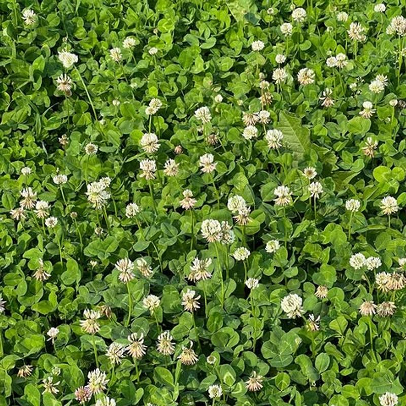 White Clover Works As A Durable Low Maintenance Lawn Alternative